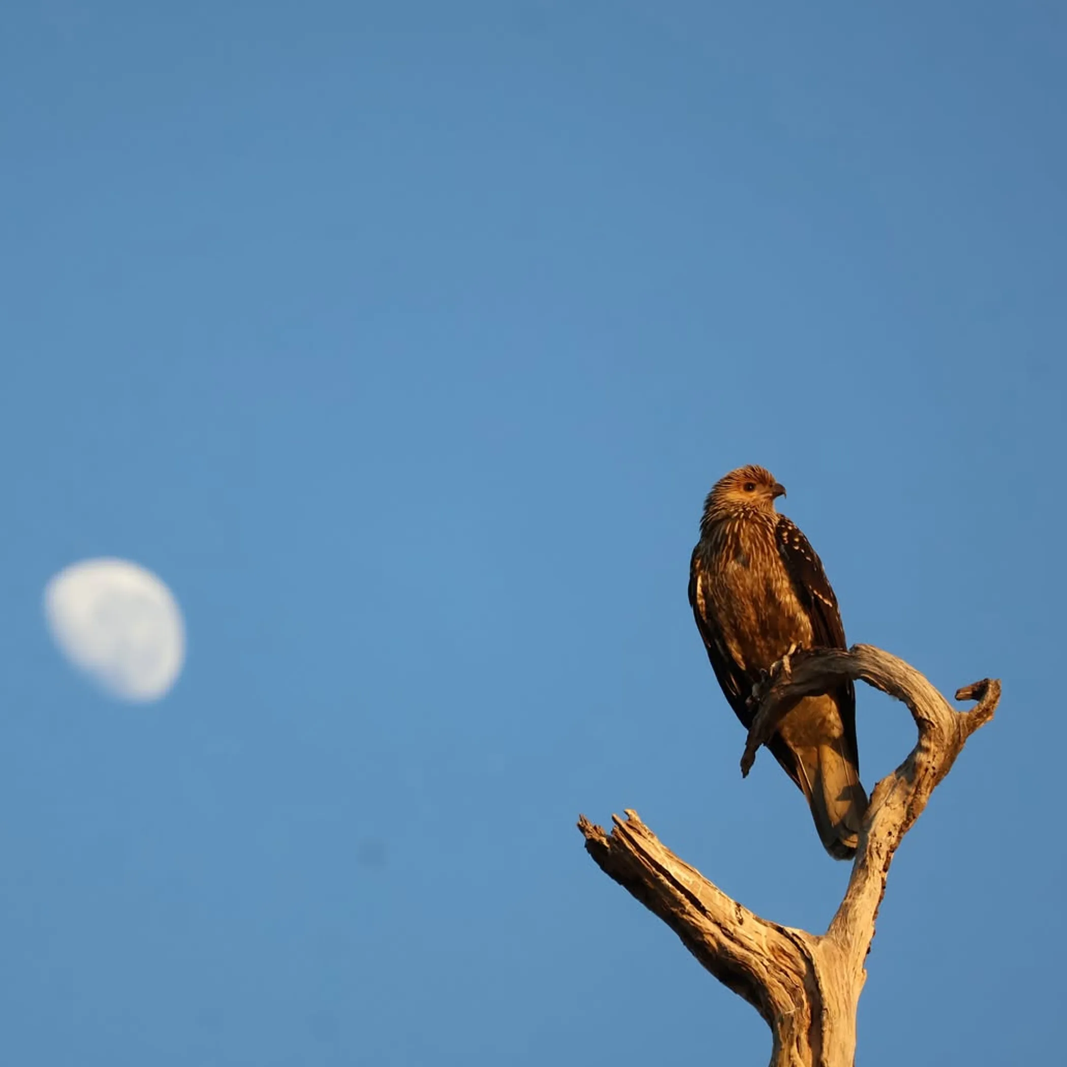 bird in natural kakadu setting