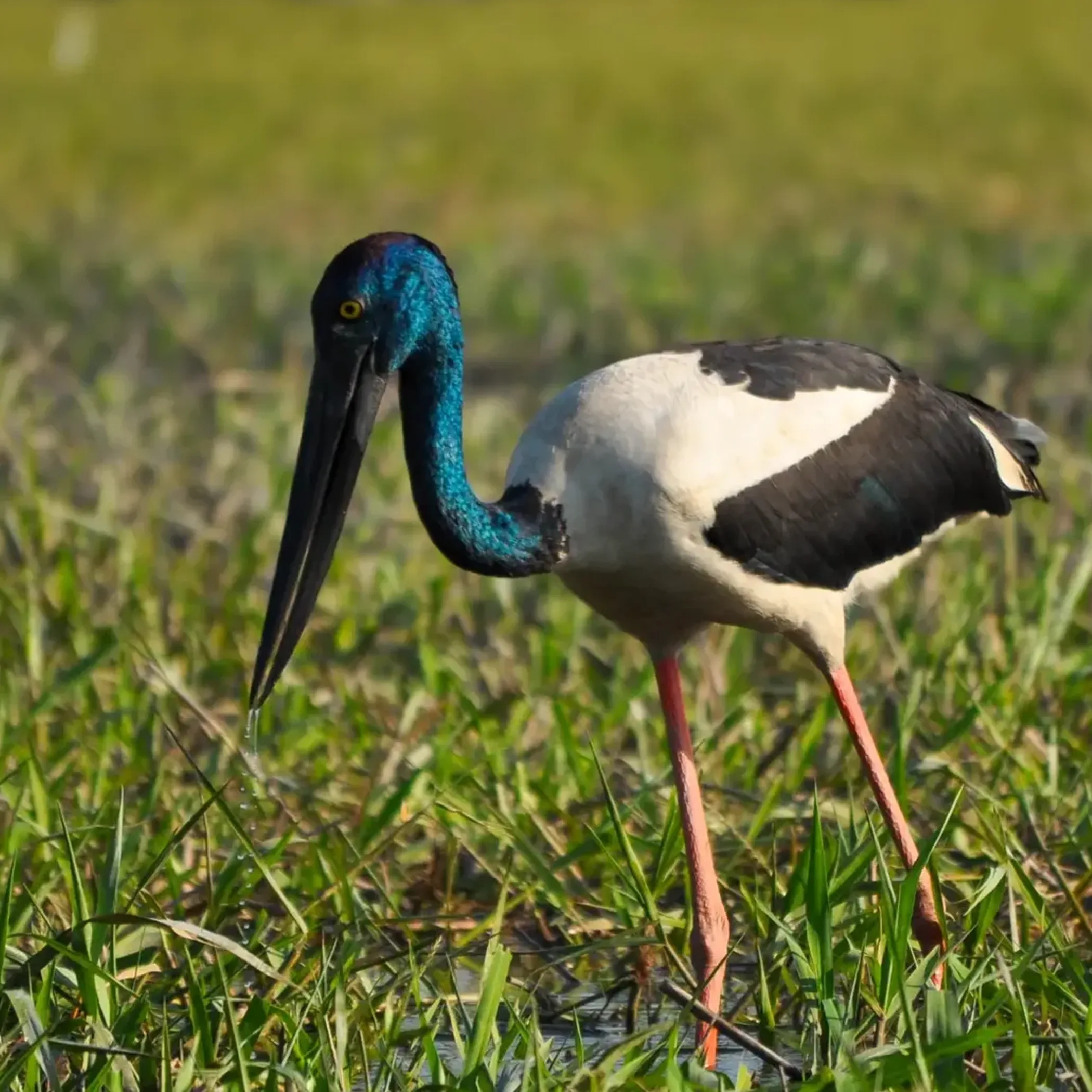 bird perched in humid environment