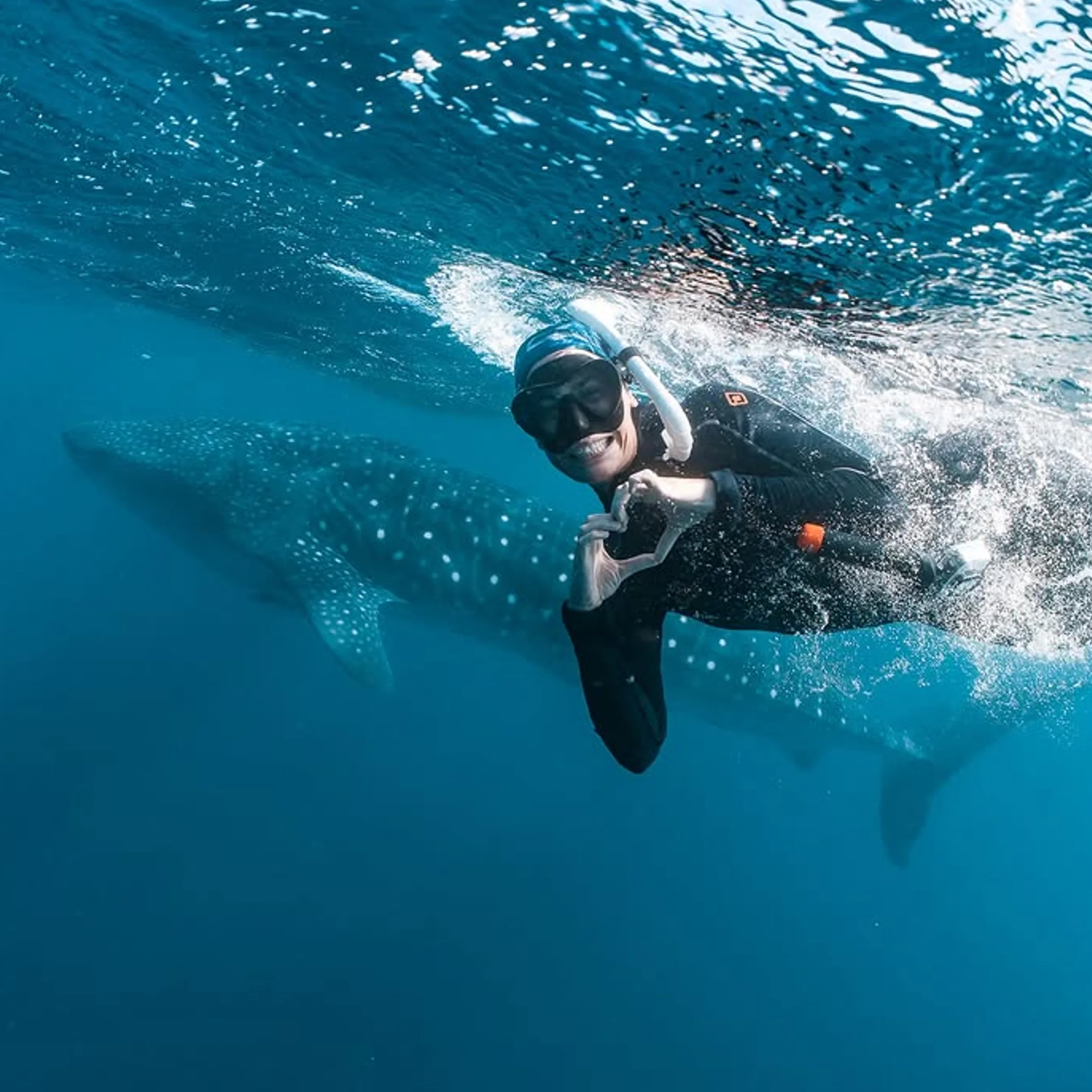ningaloo whale shark snorkeling