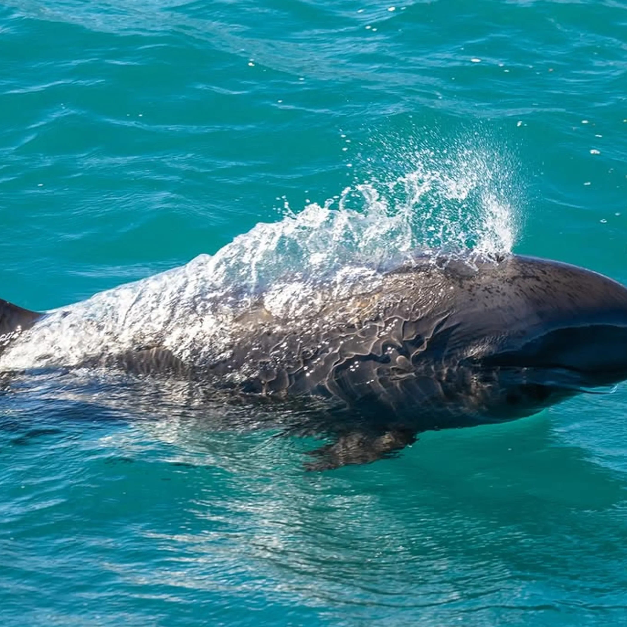 marine wildlife at ningaloo reef