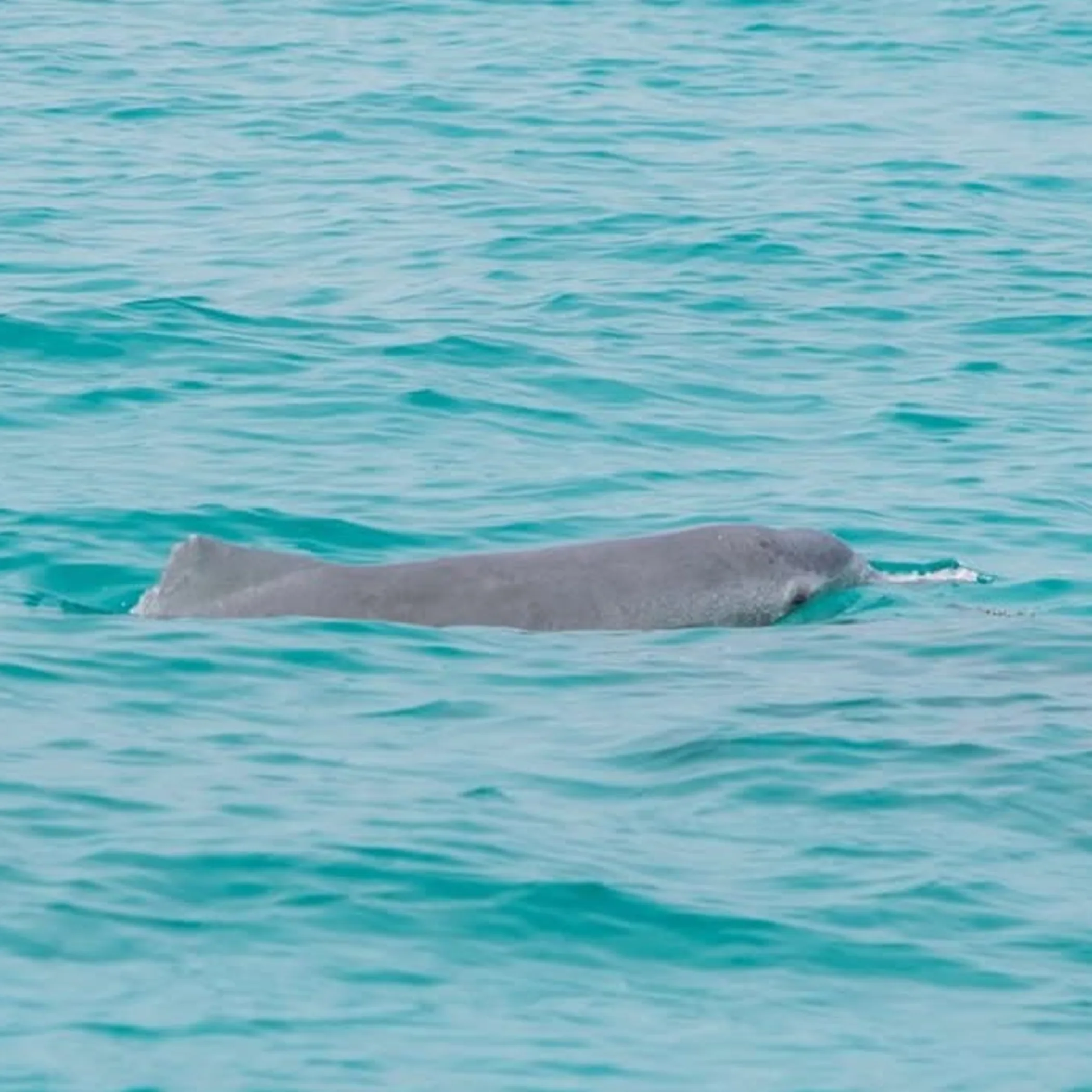 clear photo of marine wildlife