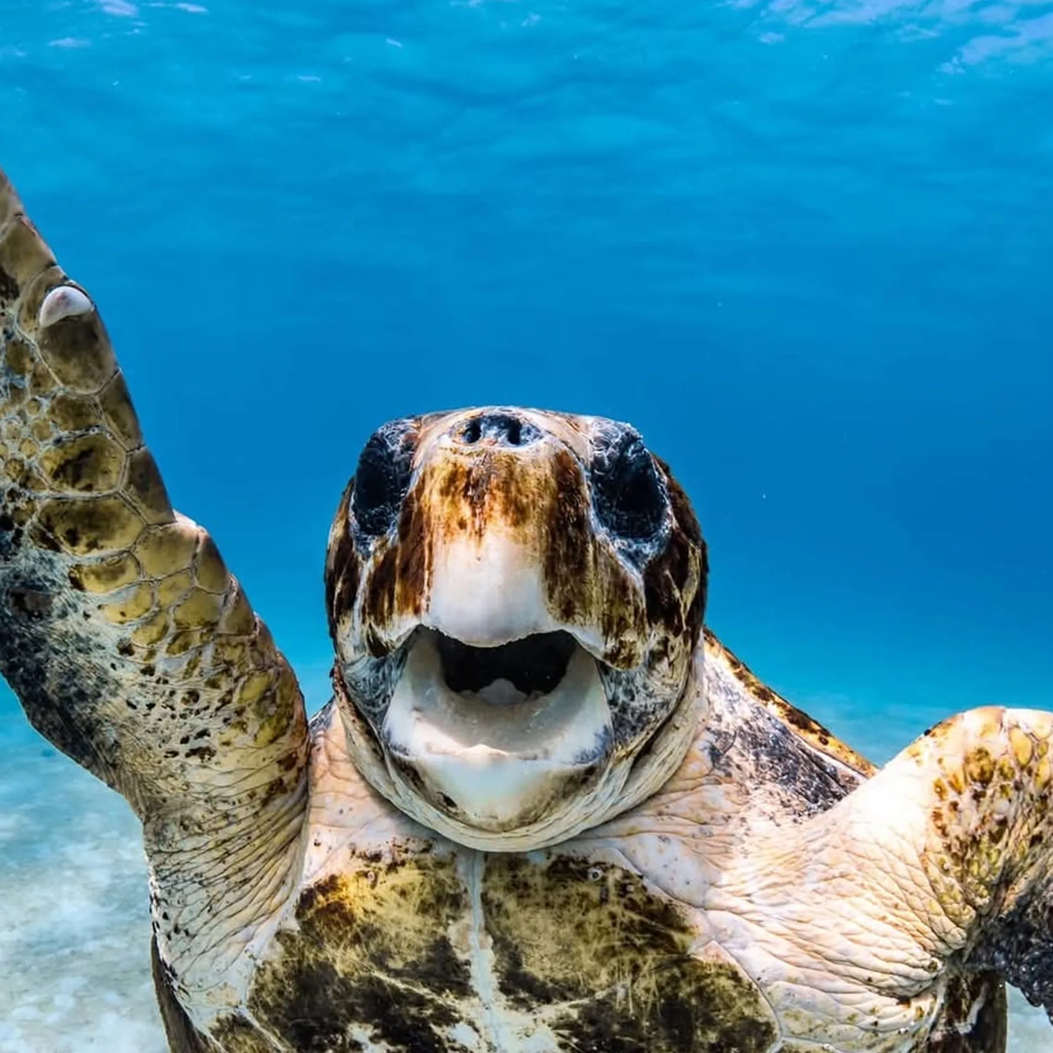 marine life at western australian reefs