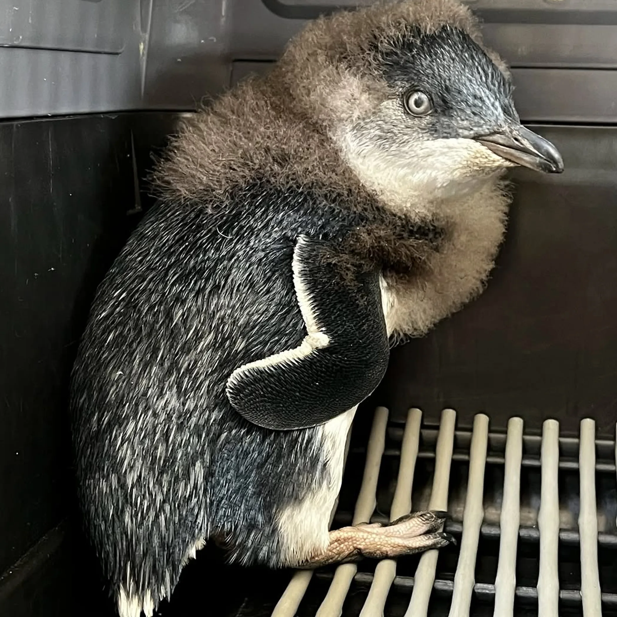 little penguin chick growing adult feathers