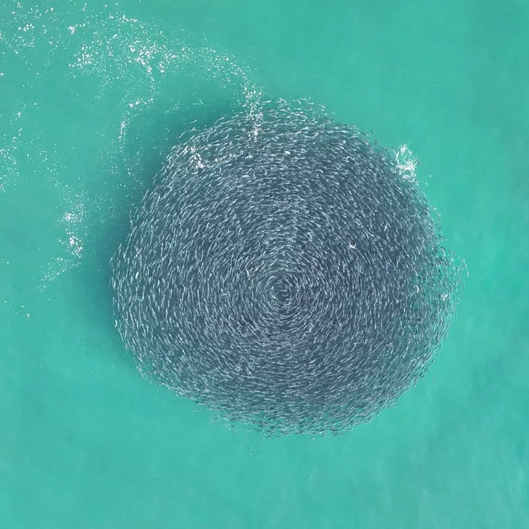 shark and beach safety awareness