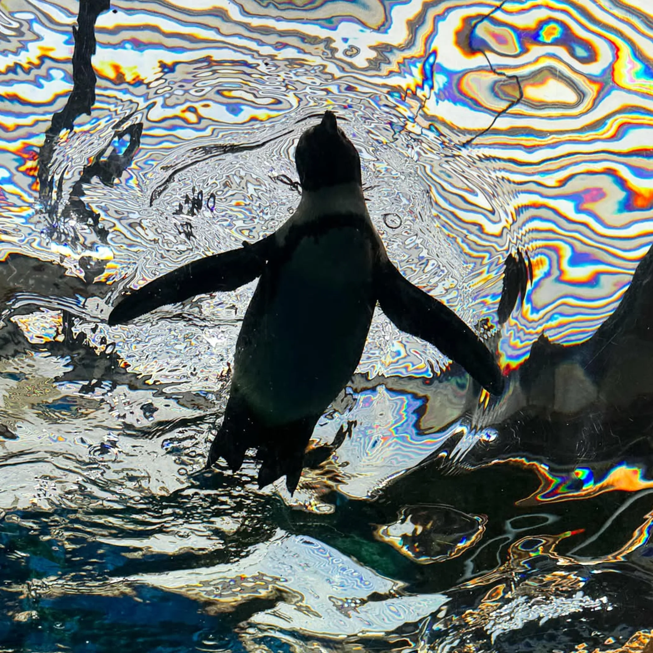 little penguin during moulting season