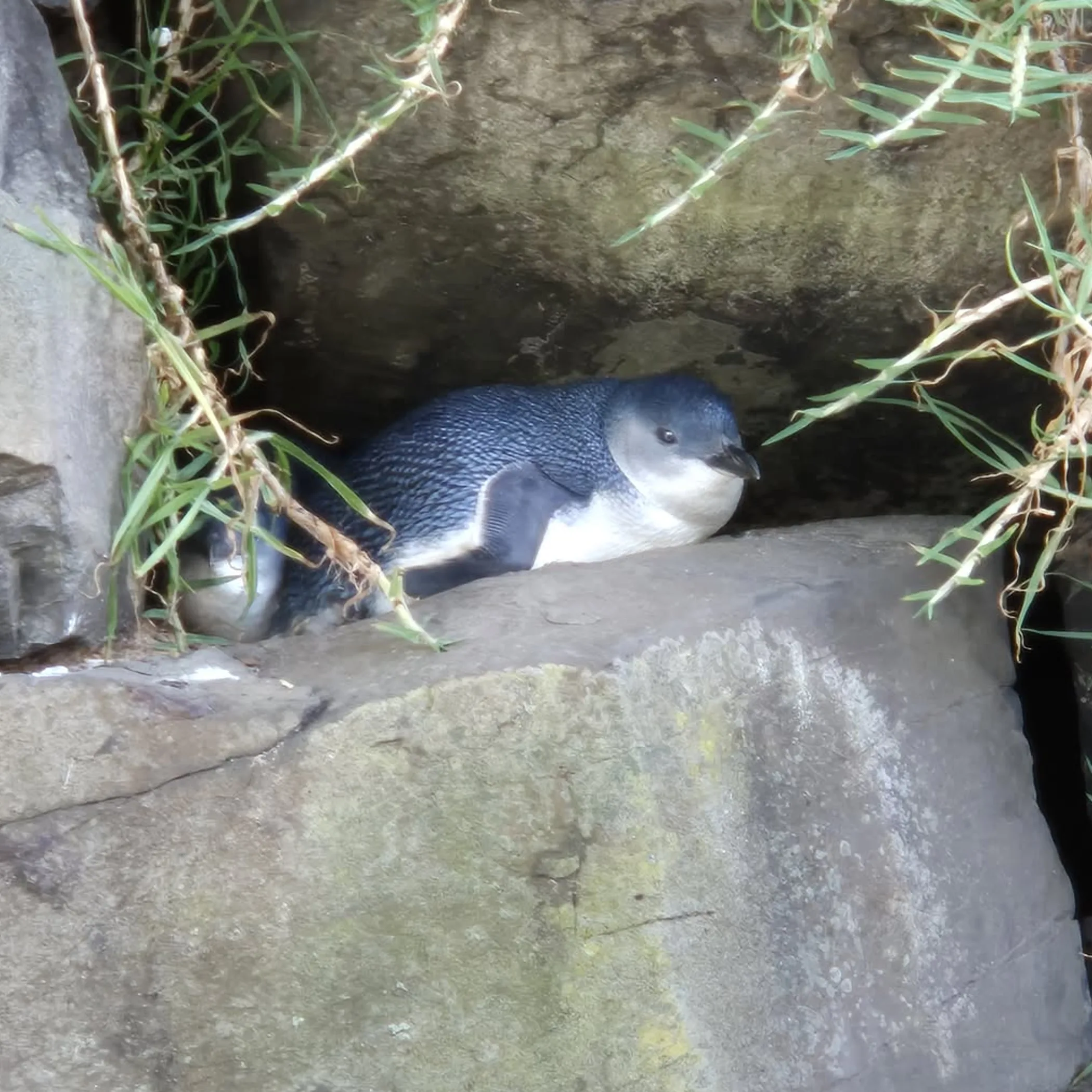 little penguin during moulting season