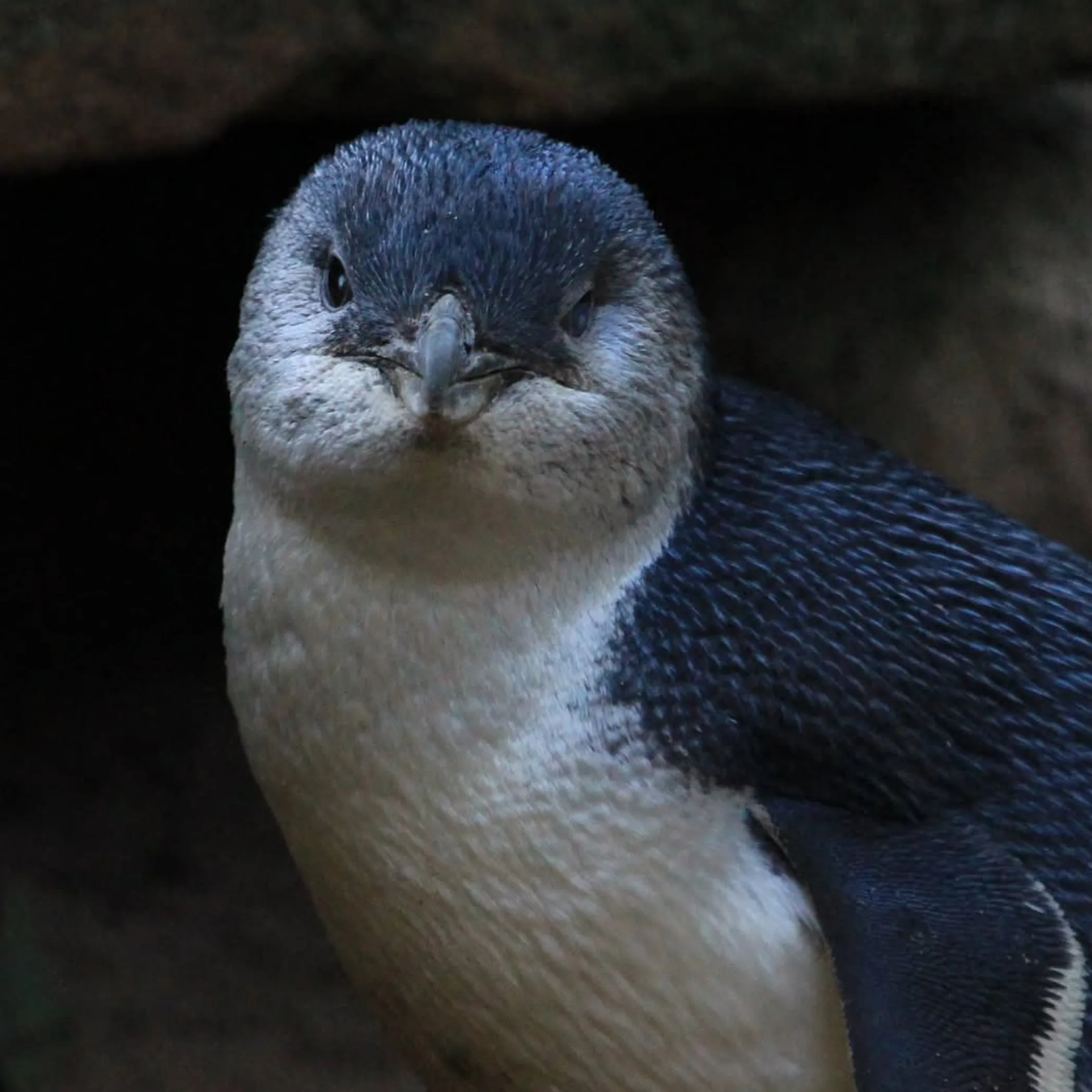little penguin moulting season