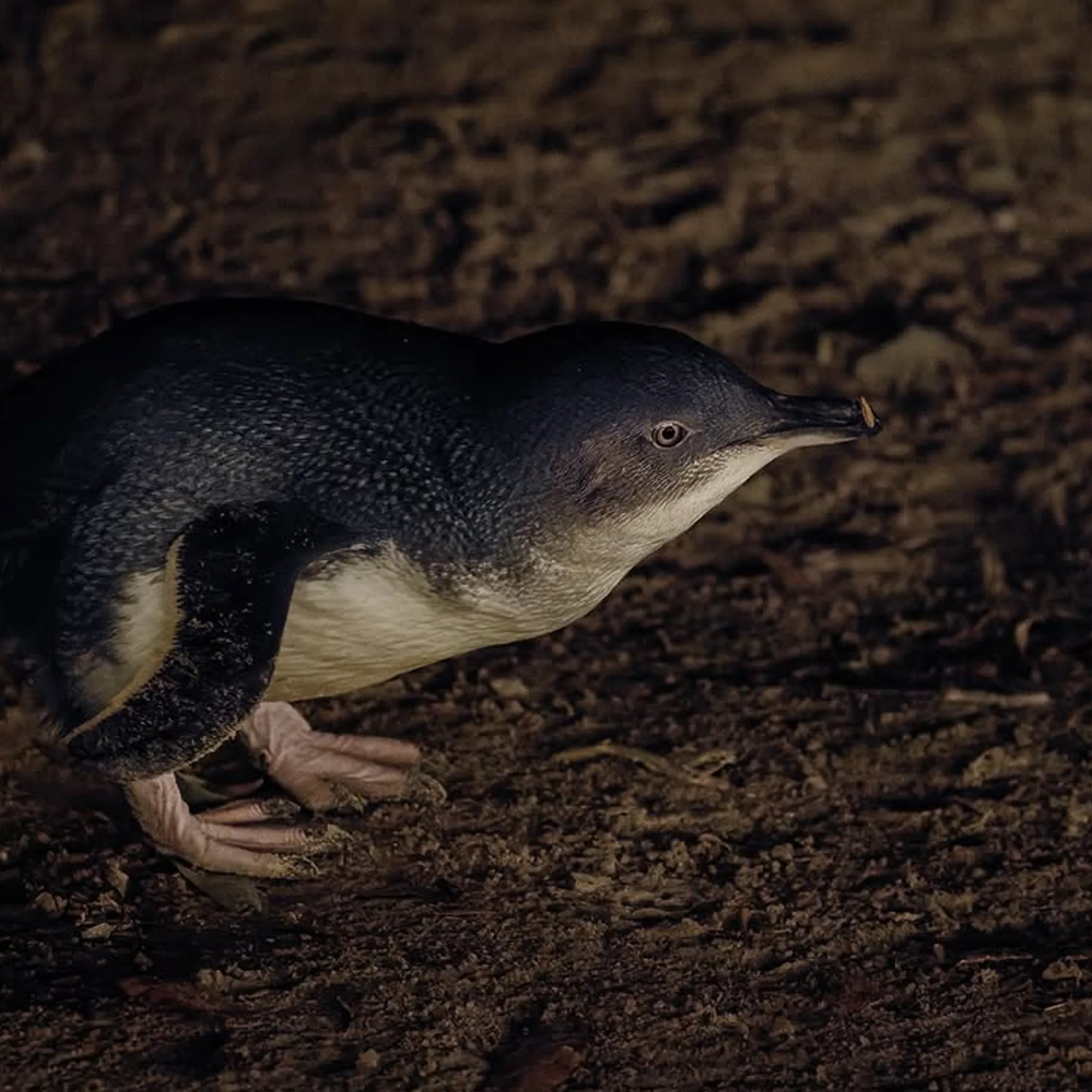 little penguin during moulting season