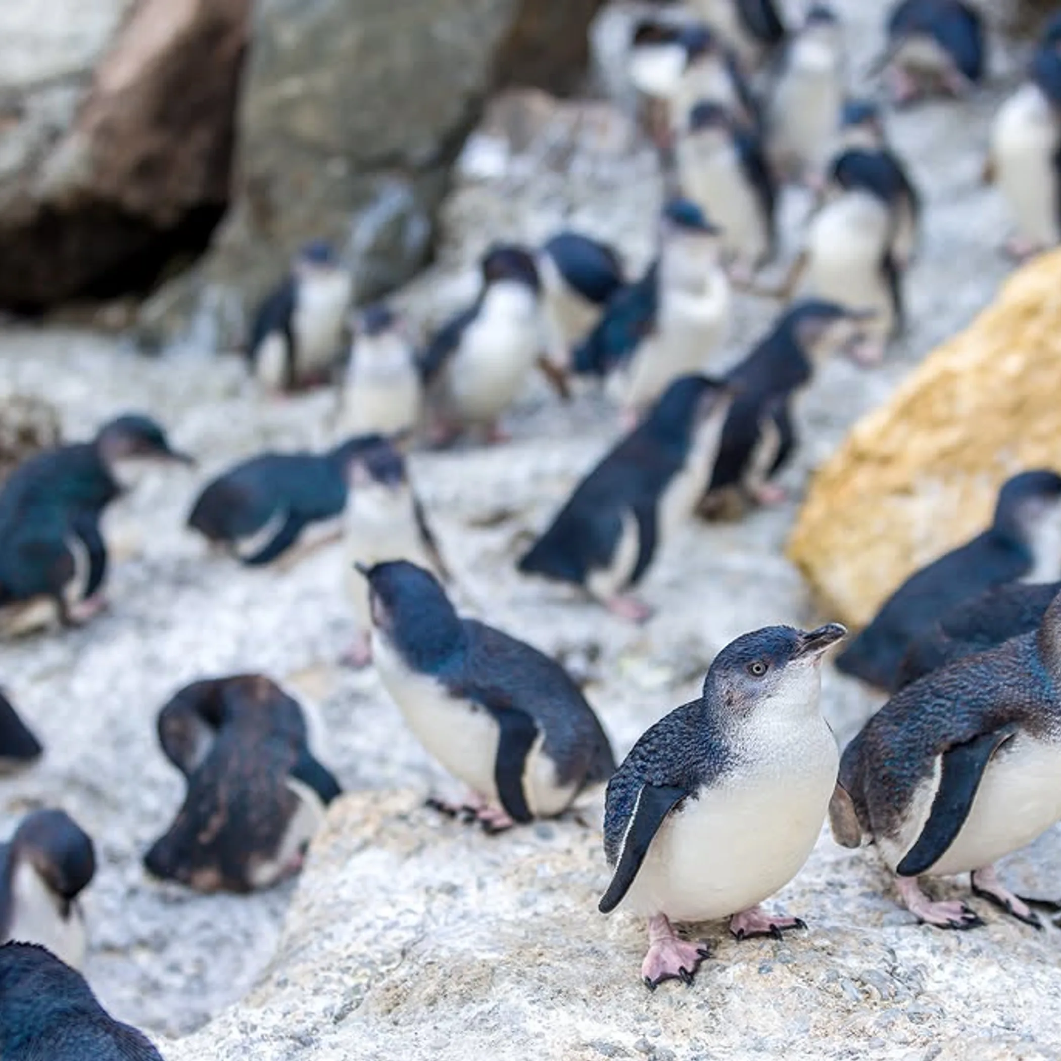 little penguins during moulting season